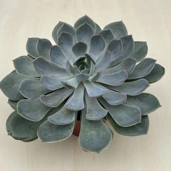 Echeveria 'Grande Cinza' Echeveria 'Grande Cinza'