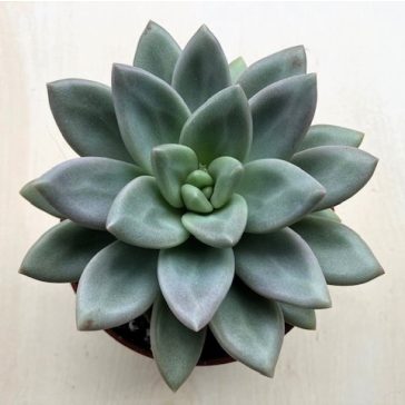 Echeveria 'Hepburn Rose'