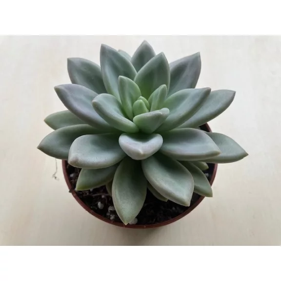 Echeveria 'Hepburn Rose'