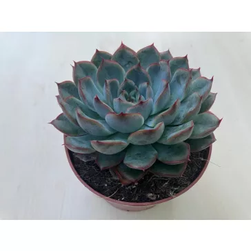 Echeveria 