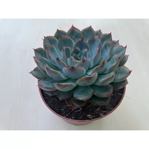 Echeveria 