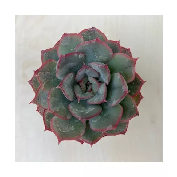 Echeveria 'Hercules' Echeveria 'Hercules'