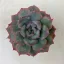 Echeveria 'Hercules'