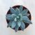 Echeveria hookeri 8 cm-es cserépben