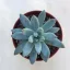 Echeveria hookeri 8 cm-es cserépben