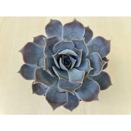 Echeveria lilacina