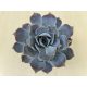 Echeveria lilacina