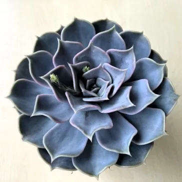 Echeveria lilacina