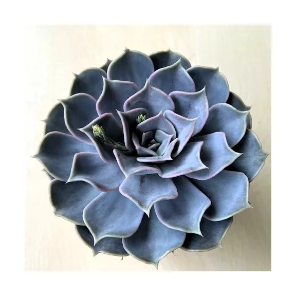 Echeveria lilacina Echeveria lilacina