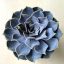 Echeveria lilacina