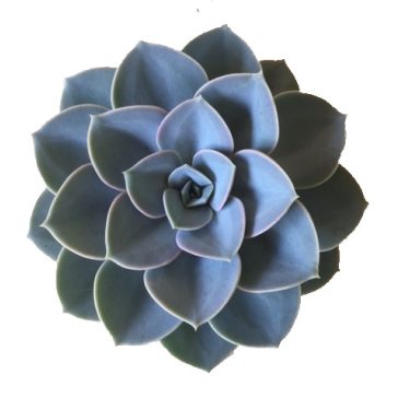 Echeveria lilacina - 12 cm cserépméret