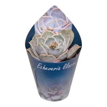 Echeveria lilacina-55