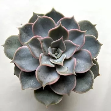 Echeveria lilacina 8 cm-es cserépben