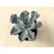 Echeveria 'Thriller pearl'
