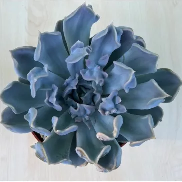 Echeveria 'Thriller pearl'
