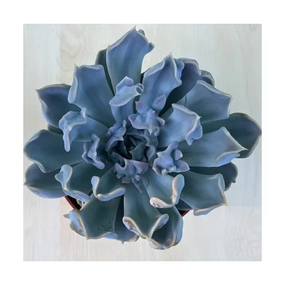 Echeveria 'Thriller pearl' Echeveria 'Thriller pearl'
