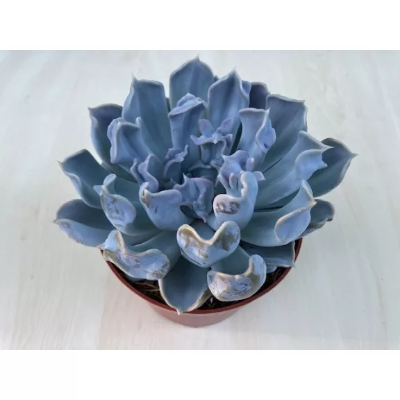 Echeveria 'Thriller pearl' Echeveria 'Thriller pearl'