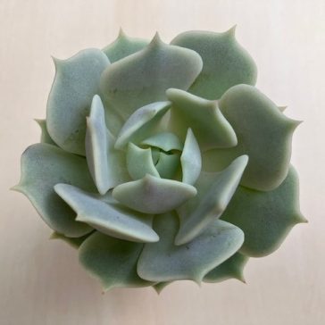 Echeveria Lola
