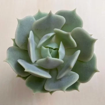 Echeveria Lola