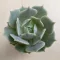 Echeveria Lola