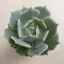 Echeveria Lola