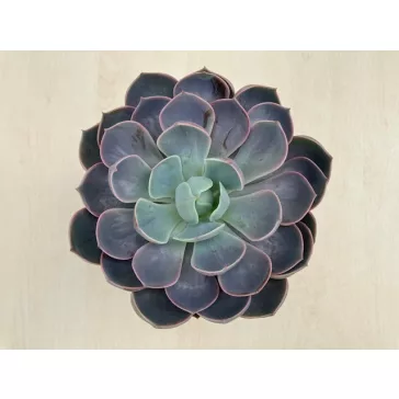 Echeveria Lotus