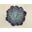 Echeveria Lotus