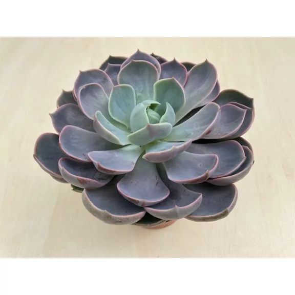 Echeveria Lotus