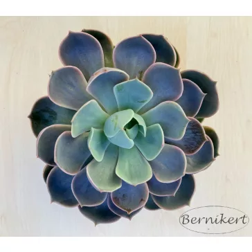 Echeveria Lotus