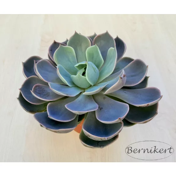 Echeveria Lotus