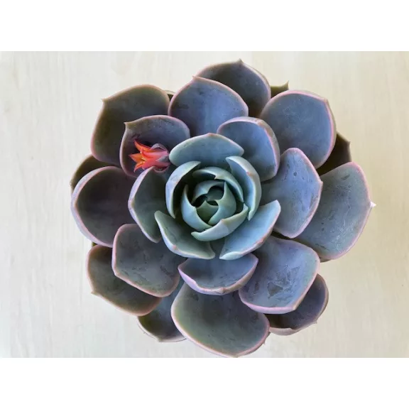 Echeveria Lotus