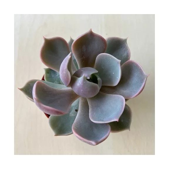 Echeveria Lotus Echeveria Lotus
