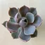 Echeveria Lotus