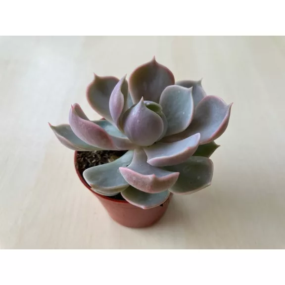Echeveria Lotus Echeveria Lotus