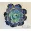 Echeveria Lotus