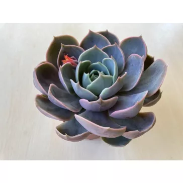 Echeveria Lotus