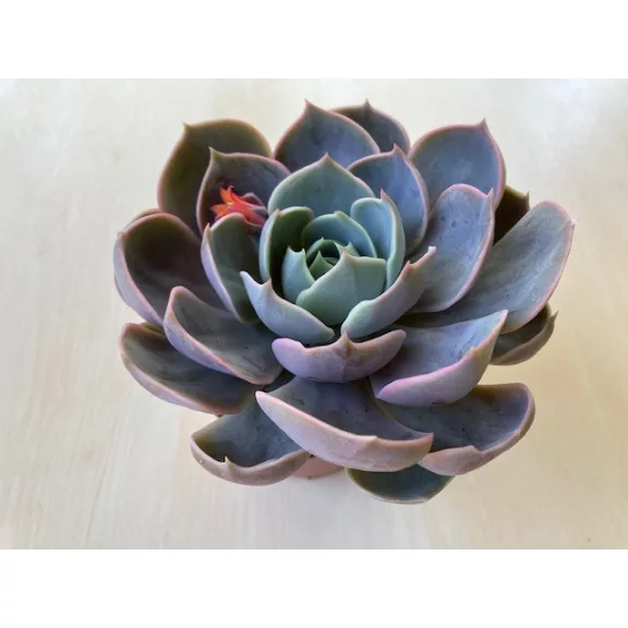 Echeveria Lotus