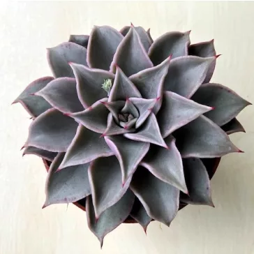 Echeveria 'Madiba'