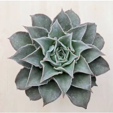 Echeveria 'Madiba'