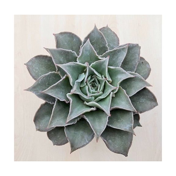 Echeveria 'Madiba'