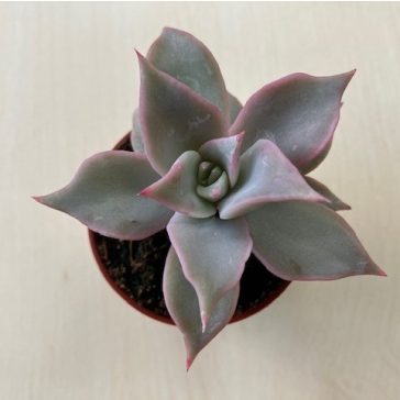 Echeveria 'Madiba'
