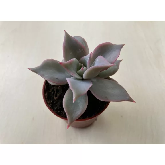 Echeveria 'Madiba'