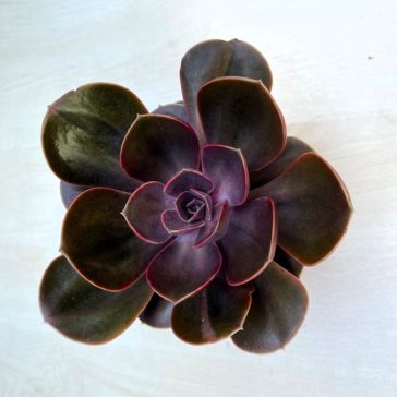 Echeveria Magic Pearl