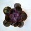 Echeveria Magic Pearl