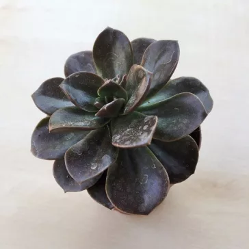 Echeveria 'Melaco'