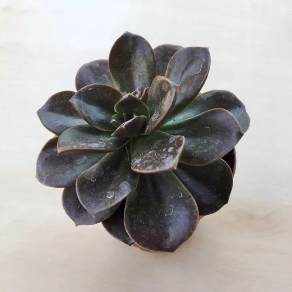 Echeveria 'Melaco'