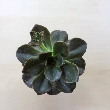 Echeveria 'Melaco'