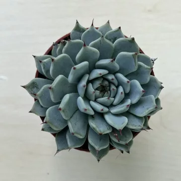 Echeveria minima