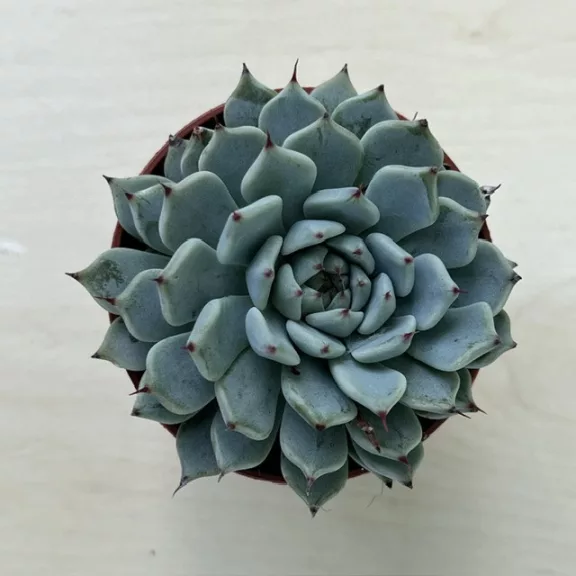 Echeveria minima Echeveria minima