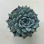 Echeveria minima